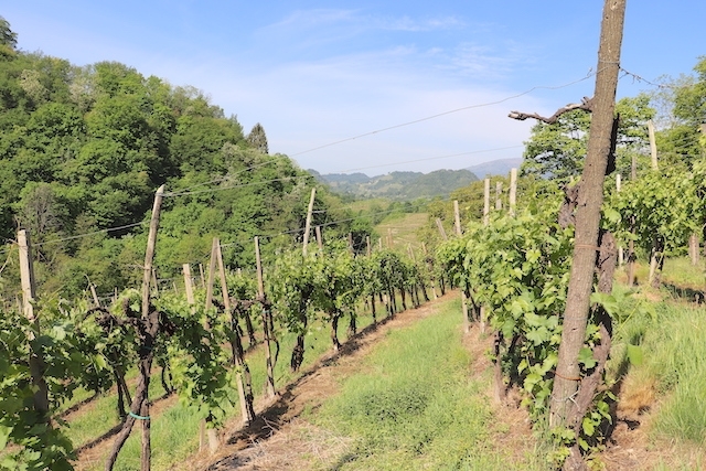 Rustico - Cascina PIEVE DI SOLIGO vendita    SPAZIOCASA servizi immobiliari di Arnoldo Geom. Monica